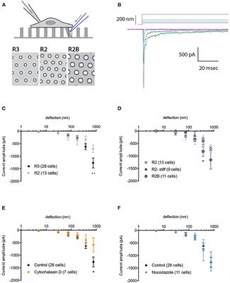 Modulating the Mechanical Activation of TRPV4 at the Cell-Substrate Interface